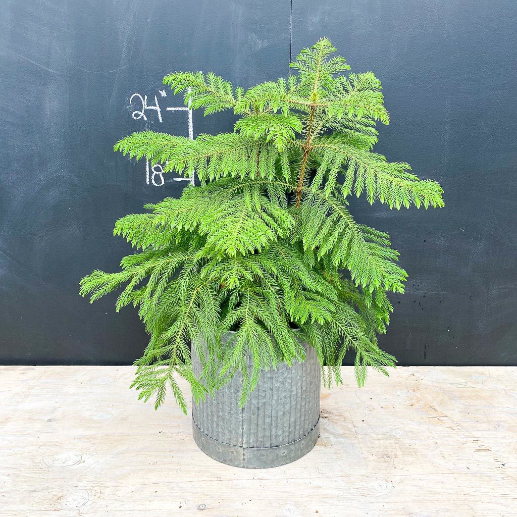 Norfolk Island Pine 8″ Learn.Plant.Grow
