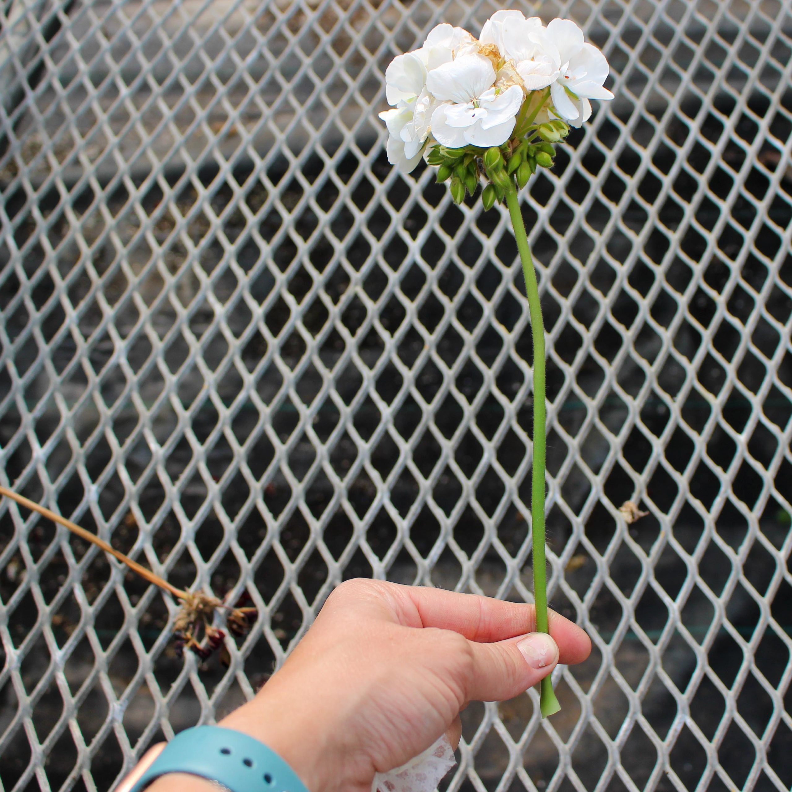 Flower Deadheading Learn.Plant.Grow